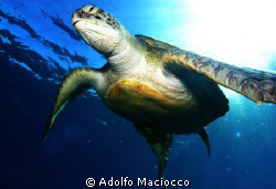 Green turtle by Adolfo Maciocco 
